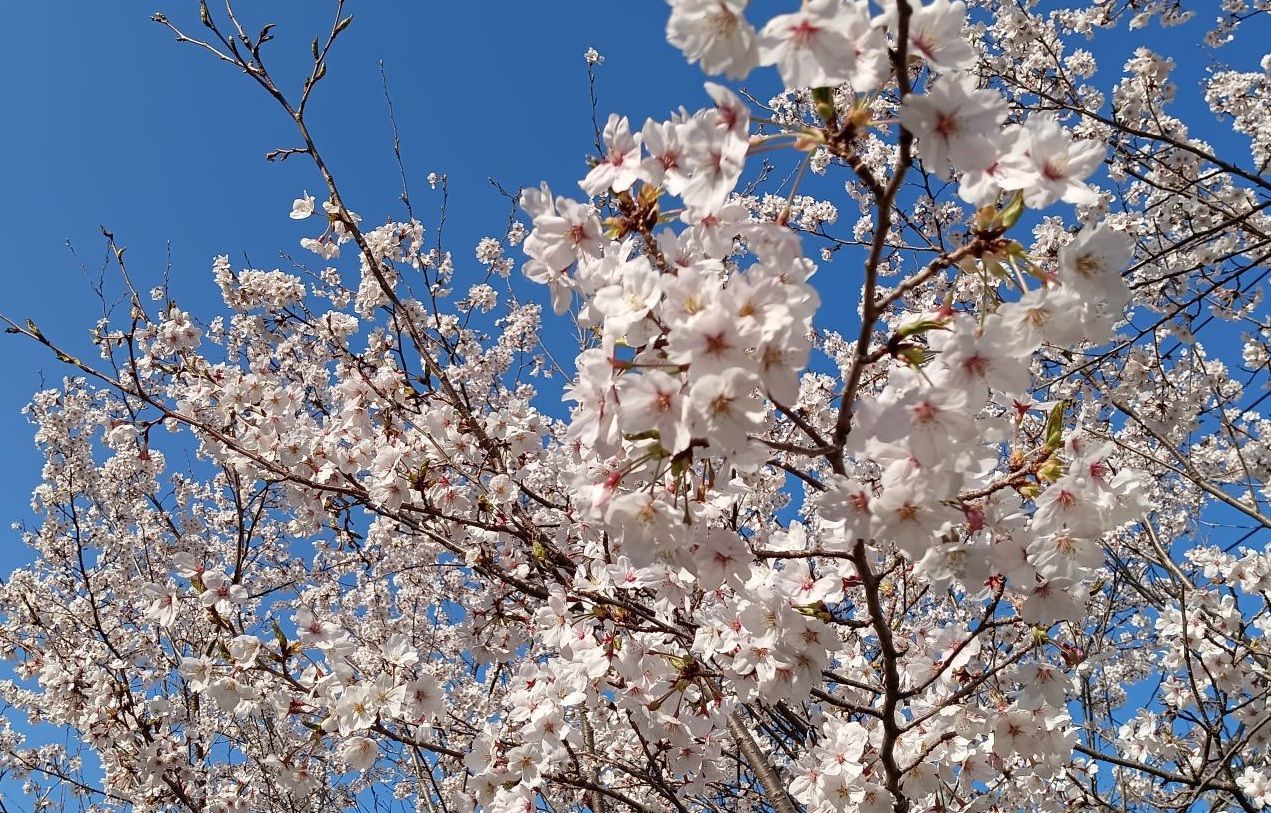 「定時制・通信制高等学校」の「入学者選抜情報」のコーナーに、新たに「令和8年度広島県公立高等学校入学者選抜 時間割等」を掲載しました。