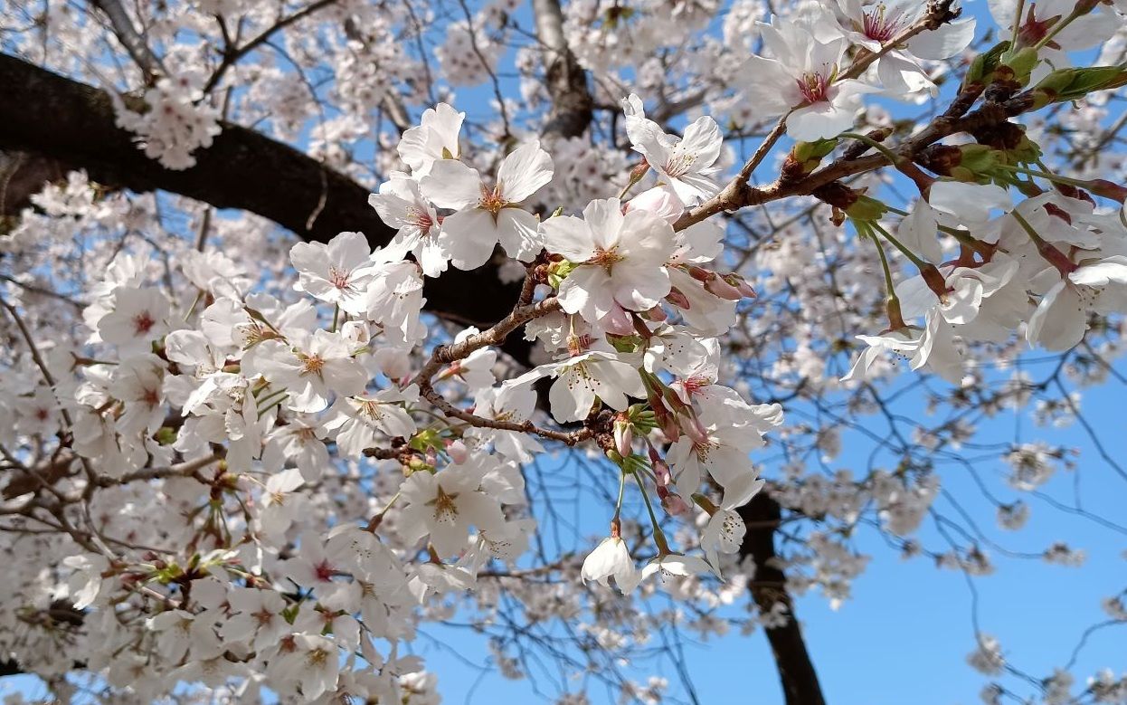 「定時制・通信制高等学校」の「入学者選抜情報」のコーナーに、新たに「令和8年度広島県公立高等学校入学者選抜 面接」を掲載しました。